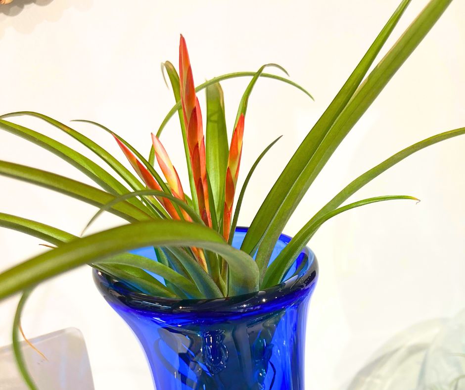• FIORITURA DELLA TILLANDSIA - SBAMGLASS