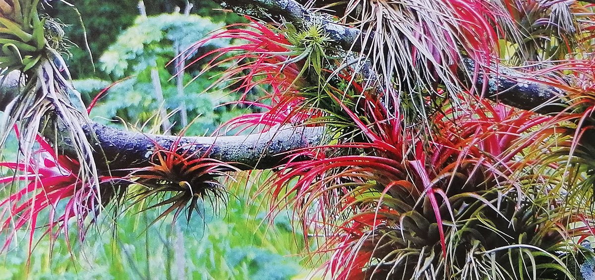 • TILLANDSIA BRACHYCAULOS - SBAMGLASS