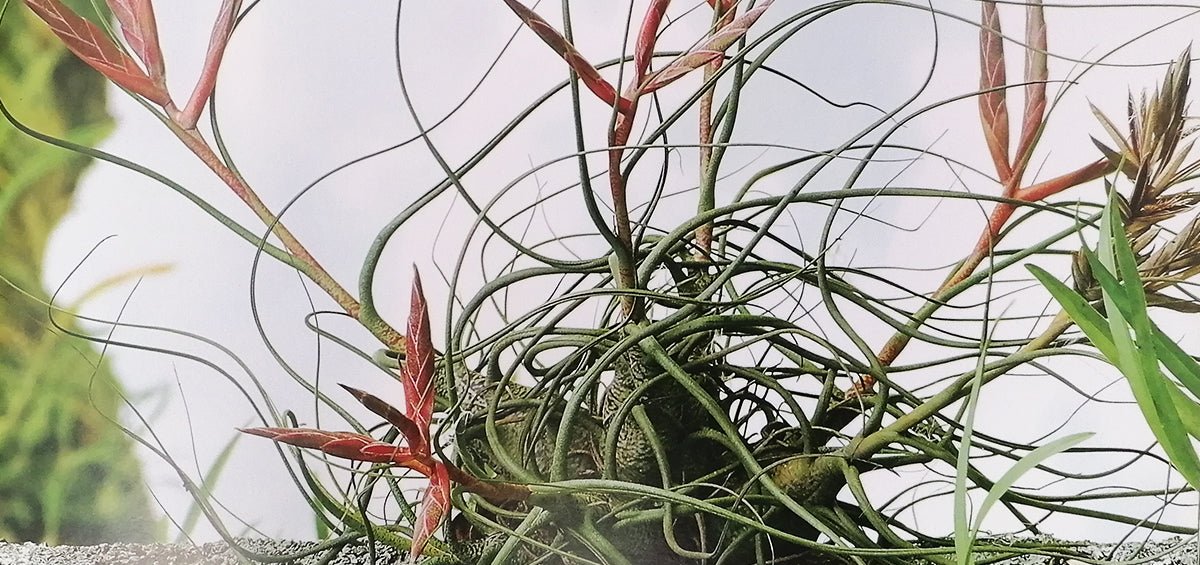 • TILLANDSIA BUTZII - SBAMGLASS