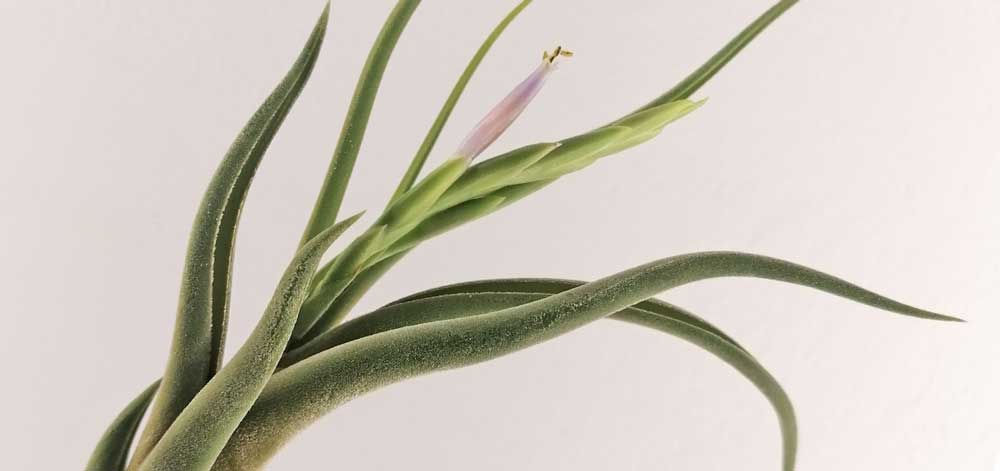 • TILLANDSIA CAPUT MEDUSAE - SBAMGLASS