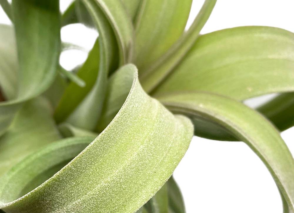 • TILLANDSIA CURLY SLIM - SBAMGLASS