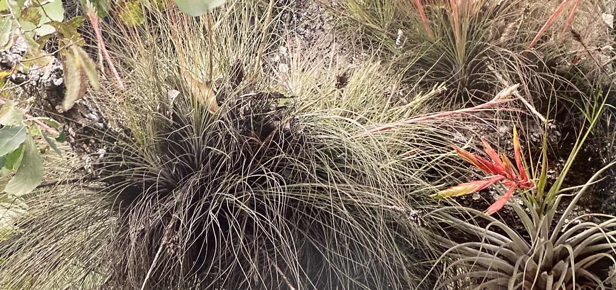 • TILLANDSIA JUNCEA - SBAMGLASS