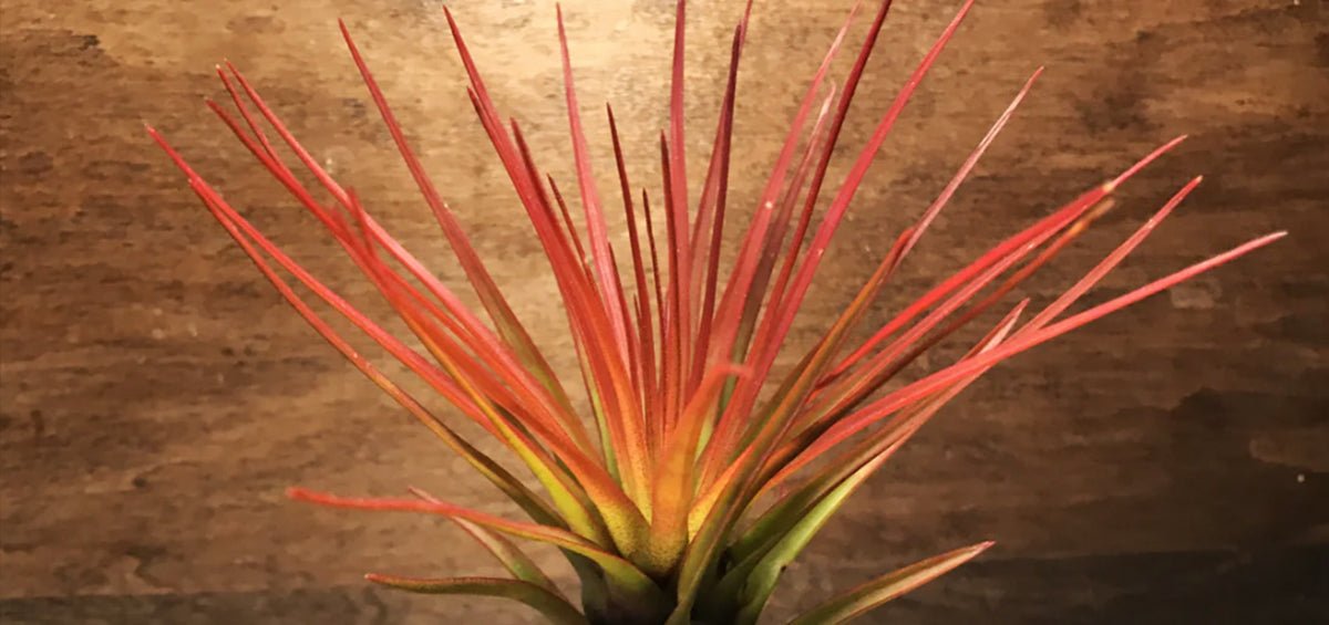 • TILLANDSIA TRICOLOR MELANOCRATER RED - SBAMGLASS