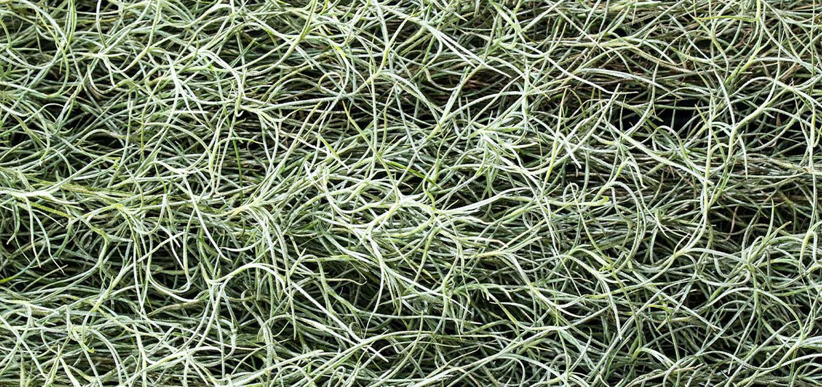 • TILLANDSIA USNEOIDES - SBAMGLASS