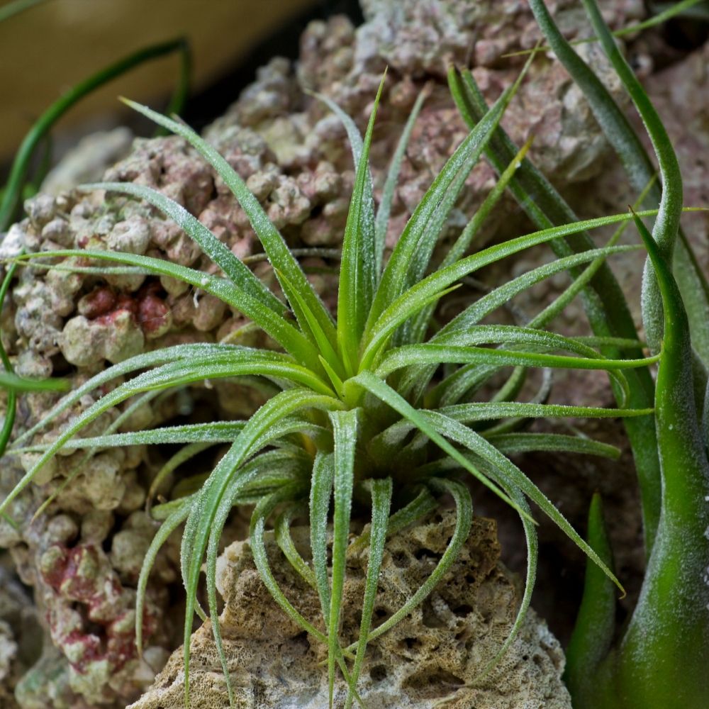 Tillandsia ABDITA