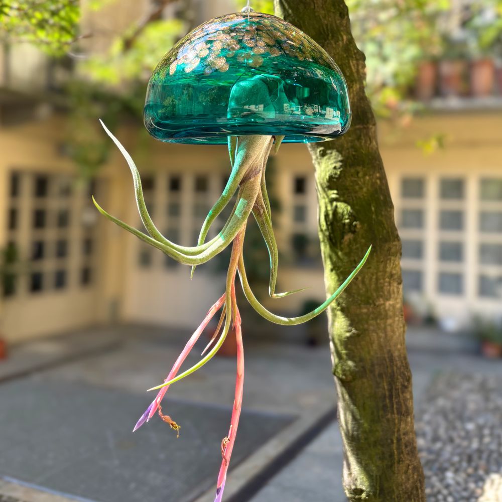 🎄 BIG JELILY - La Grande Medusa Porta Tillandsia