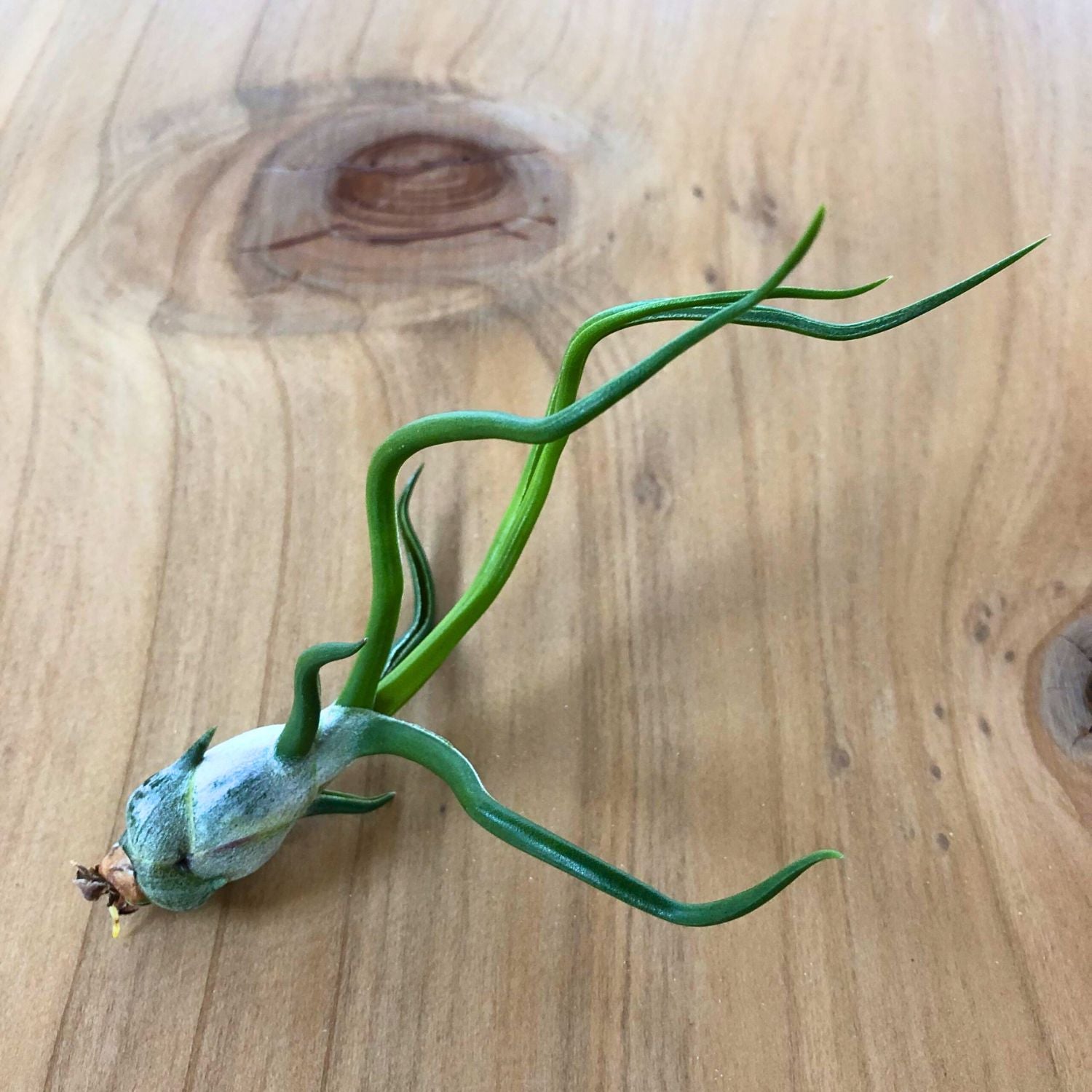 Tillandsia - BULBOSA