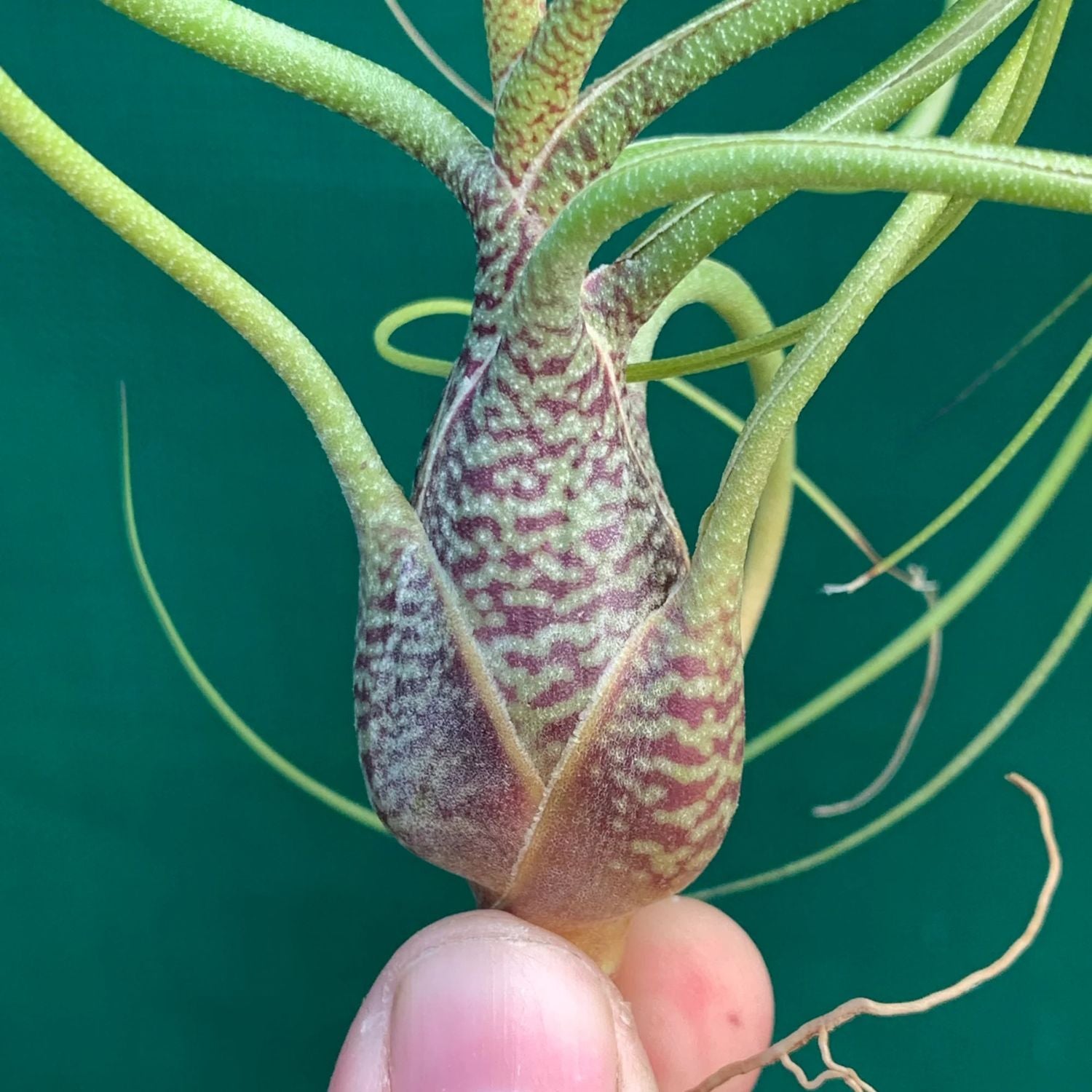 butzii air plant care Tillandsia BUTZII