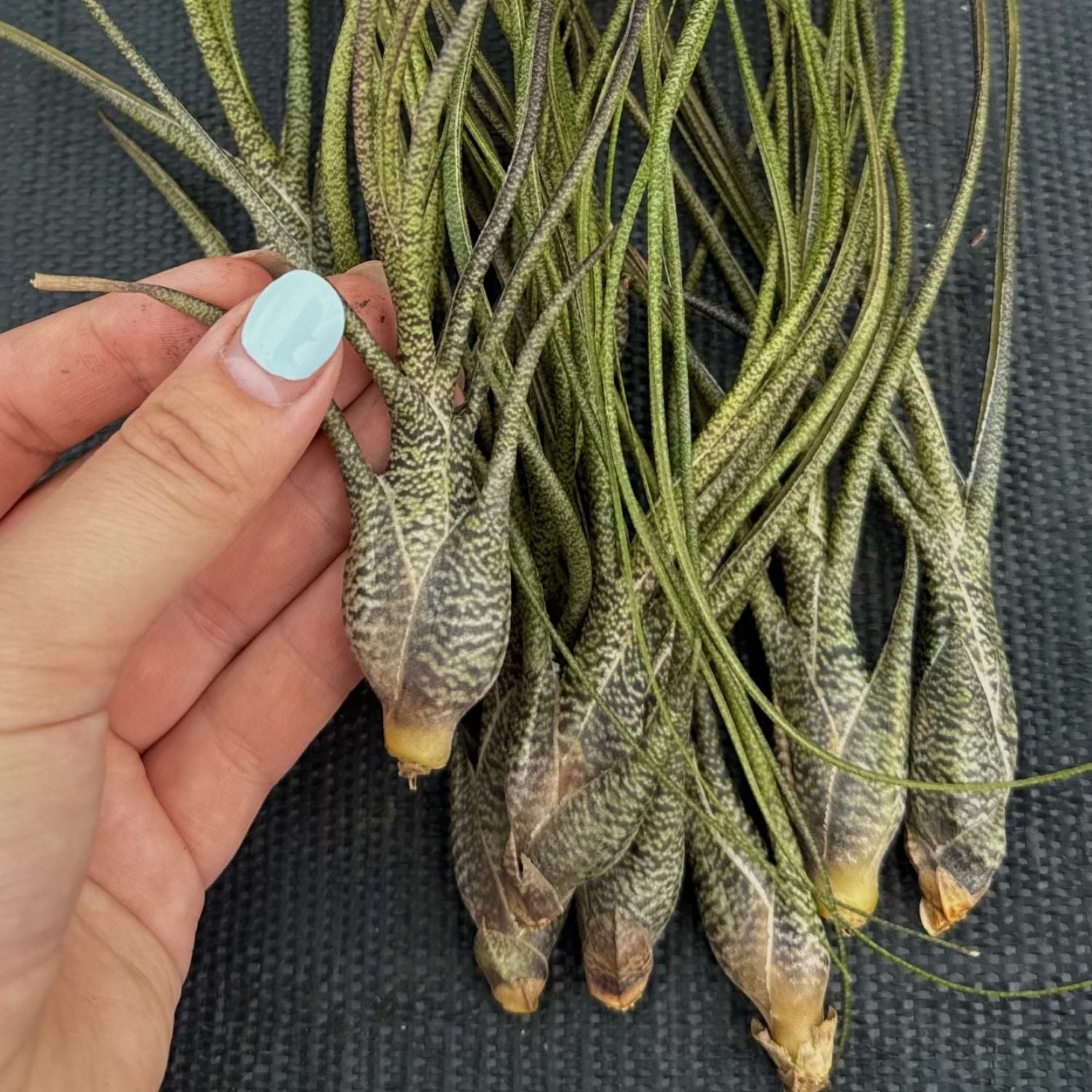 Tillandsia BUTZII