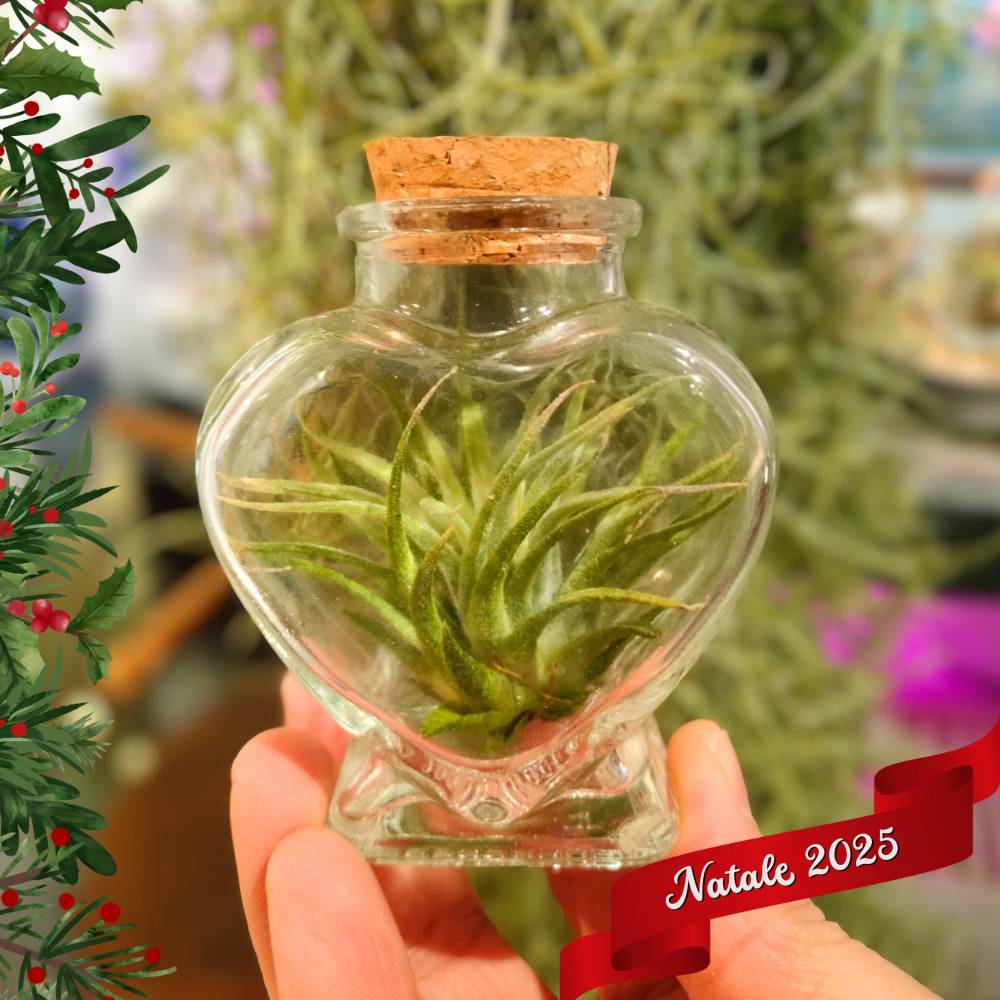 🎄 CUORE in VETRO porta TILLANDSIA