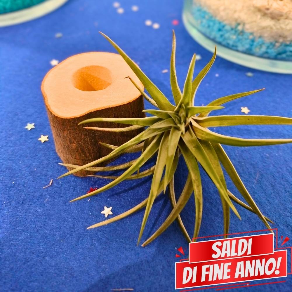 🌟 TRONCHETTO in legno porta TILLANDSIA