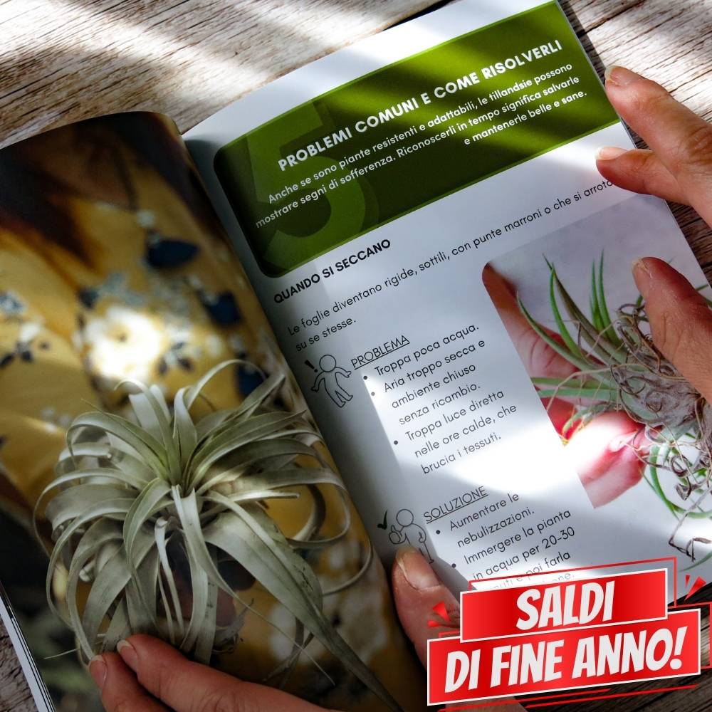 🌟 ACQUARIO VOLANTE - 3 JELILY Porta Tillandsie + LIBRO + INTEGRATORE