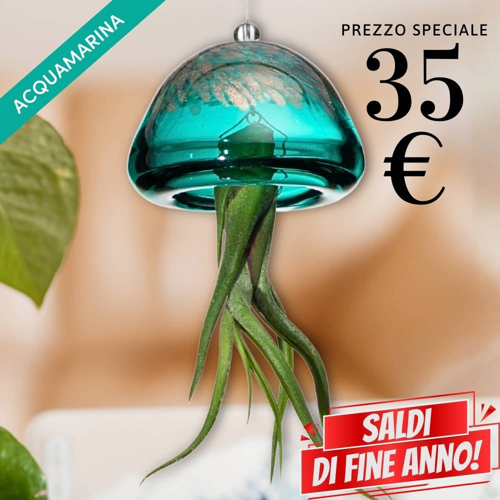 🌟 JELILY - La Medusa Porta Tillandsia