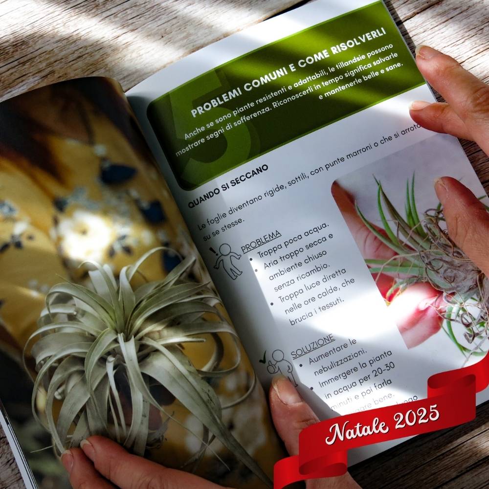 🎄 ACQUARIO VOLANTE - 3 JELILY Porta Tillandsie + LIBRO + INTEGRATORE - SBAMGLASS - Casa e giardino