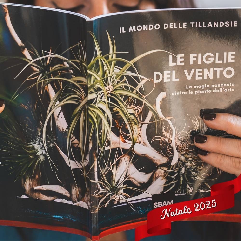 🎄 ACQUARIO VOLANTE - 3 JELILY Porta Tillandsie + LIBRO + INTEGRATORE - SBAMGLASS - Casa e giardino