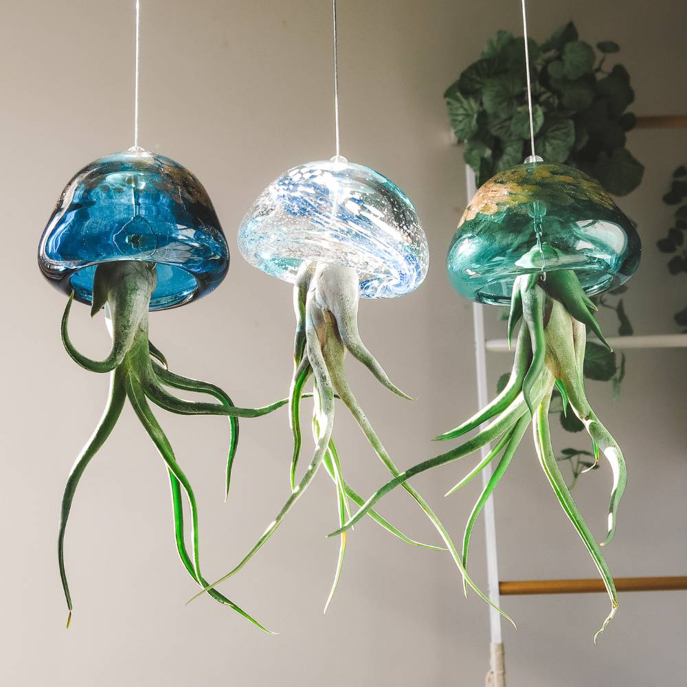 ACQUARIO VOLANTE - 3 JELILY Porta Tillandsie + LIBRO + INTEGRATORE - SBAMGLASS - Casa e giardino