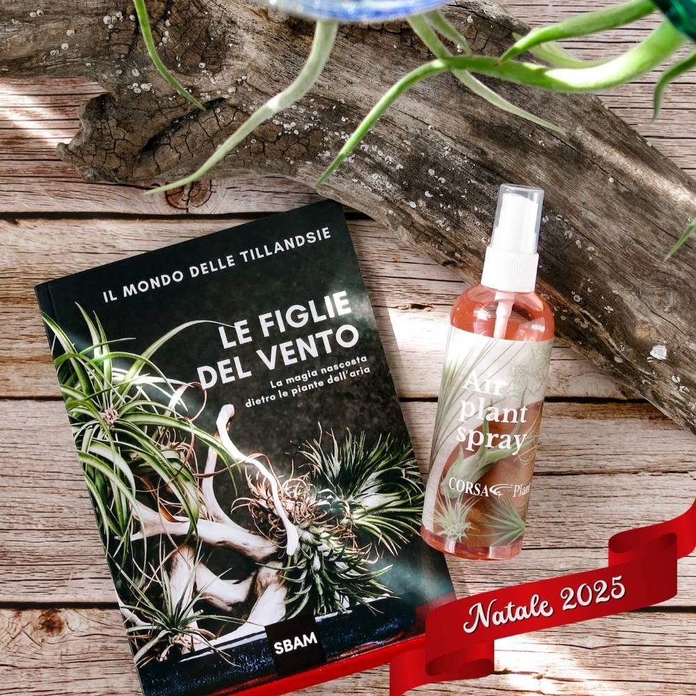 🎄 ACQUARIO VOLANTE - 3 JELILY Porta Tillandsie + LIBRO + INTEGRATORE - SBAMGLASS - Casa e giardino