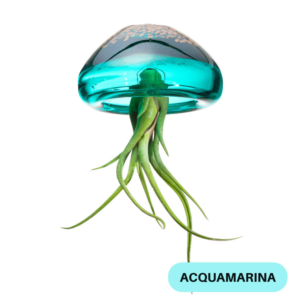 BIG JELILY - SBAMGLASS -