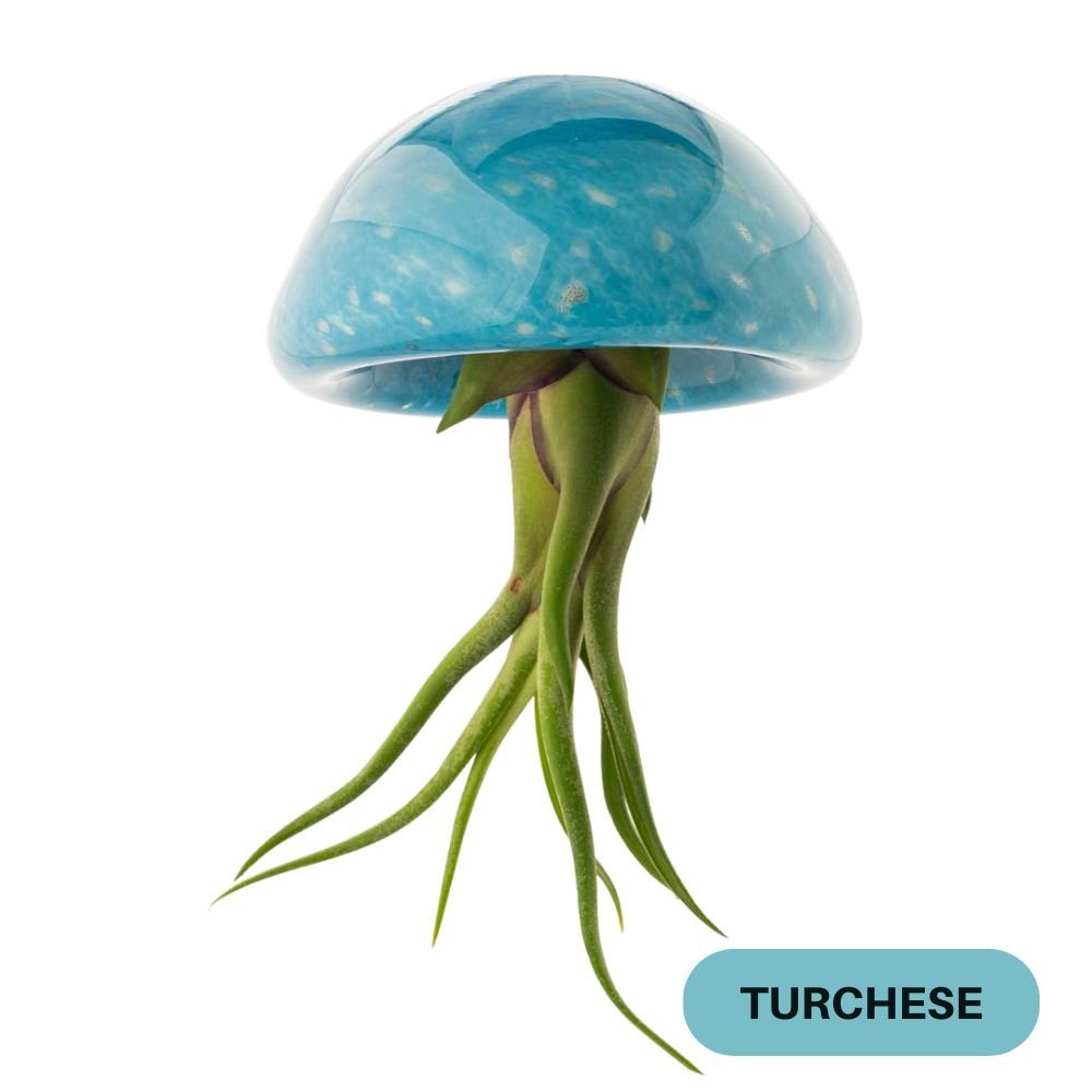 BIG JELILY - SBAMGLASS -