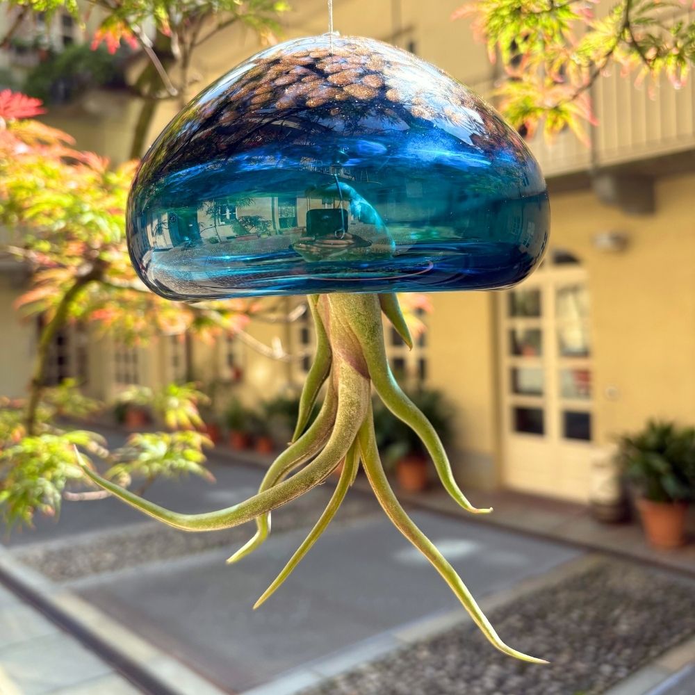 BIG JELILY - SBAMGLASS -