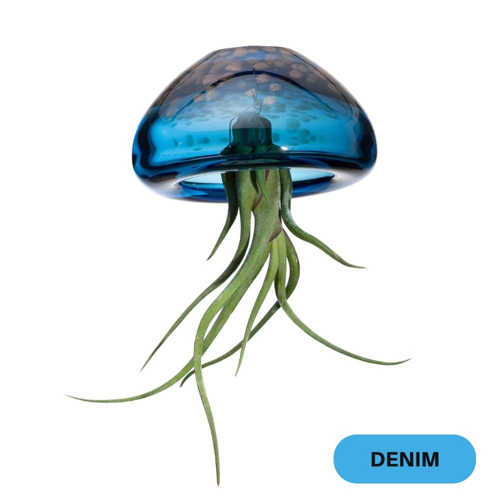 BIG JELILY - SBAMGLASS -