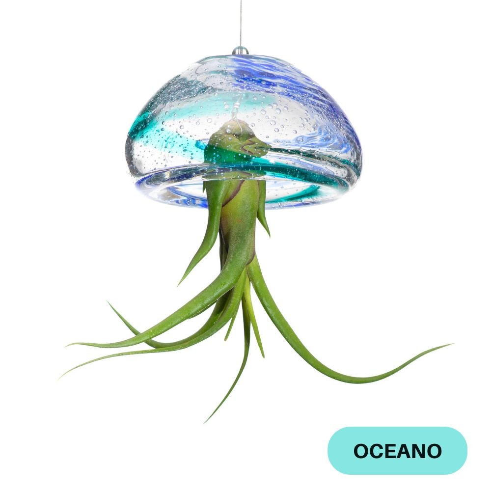 BIG JELILY - SBAMGLASS -