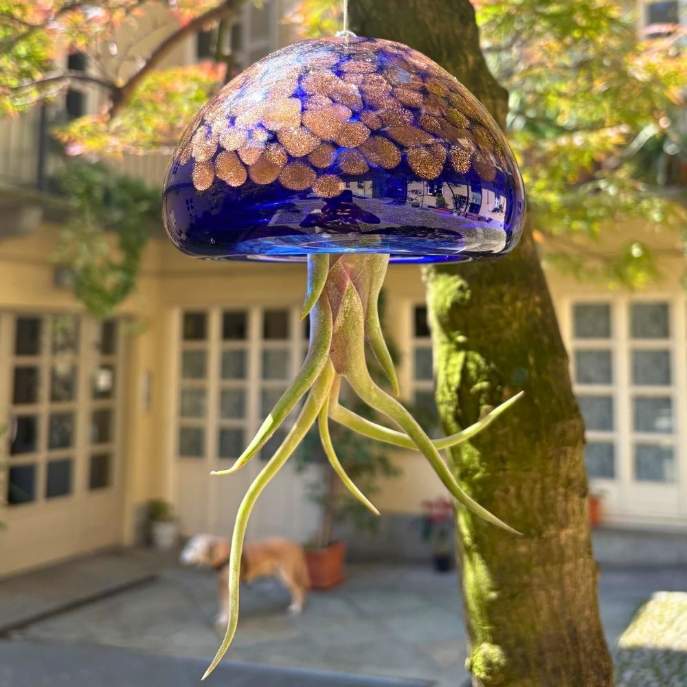 BIG JELILY - SBAMGLASS -