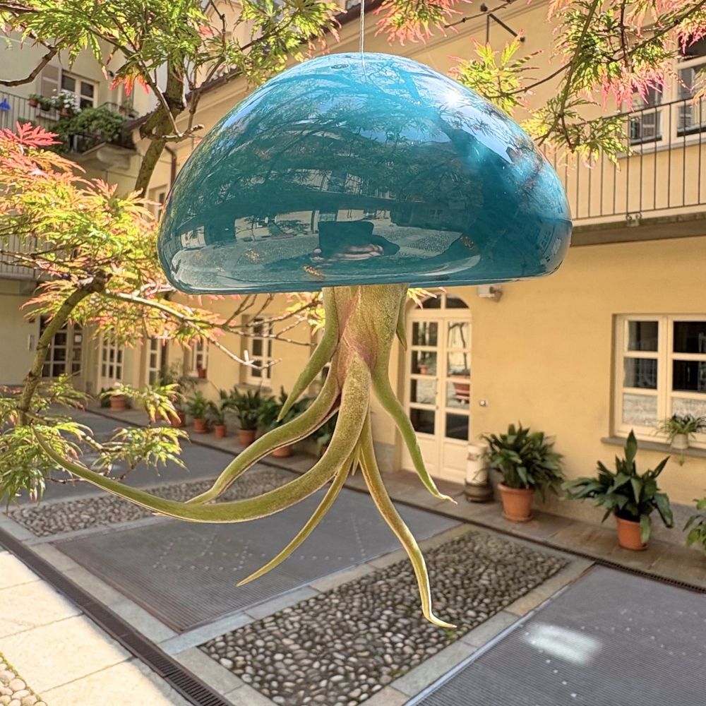 BIG JELILY - SBAMGLASS -