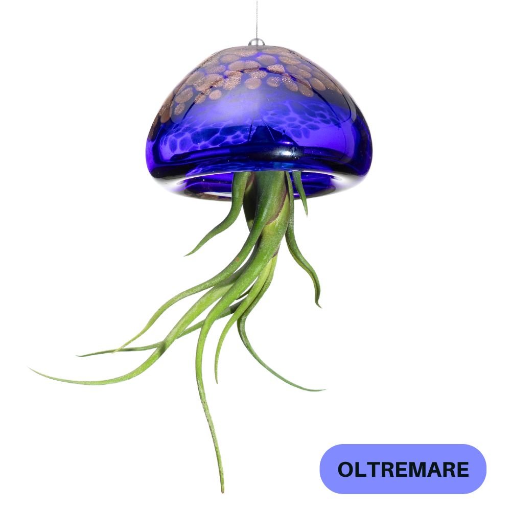 BIG JELILY - SBAMGLASS -