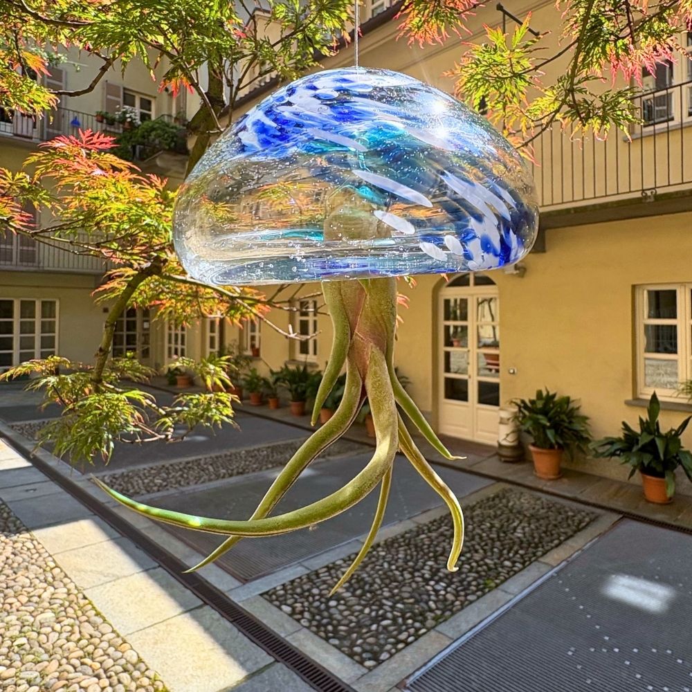 BIG JELILY - SBAMGLASS -