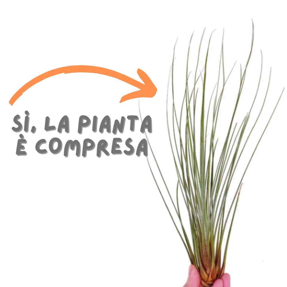 CACTUS LARGE - SBAMGLASS - Casa e giardino