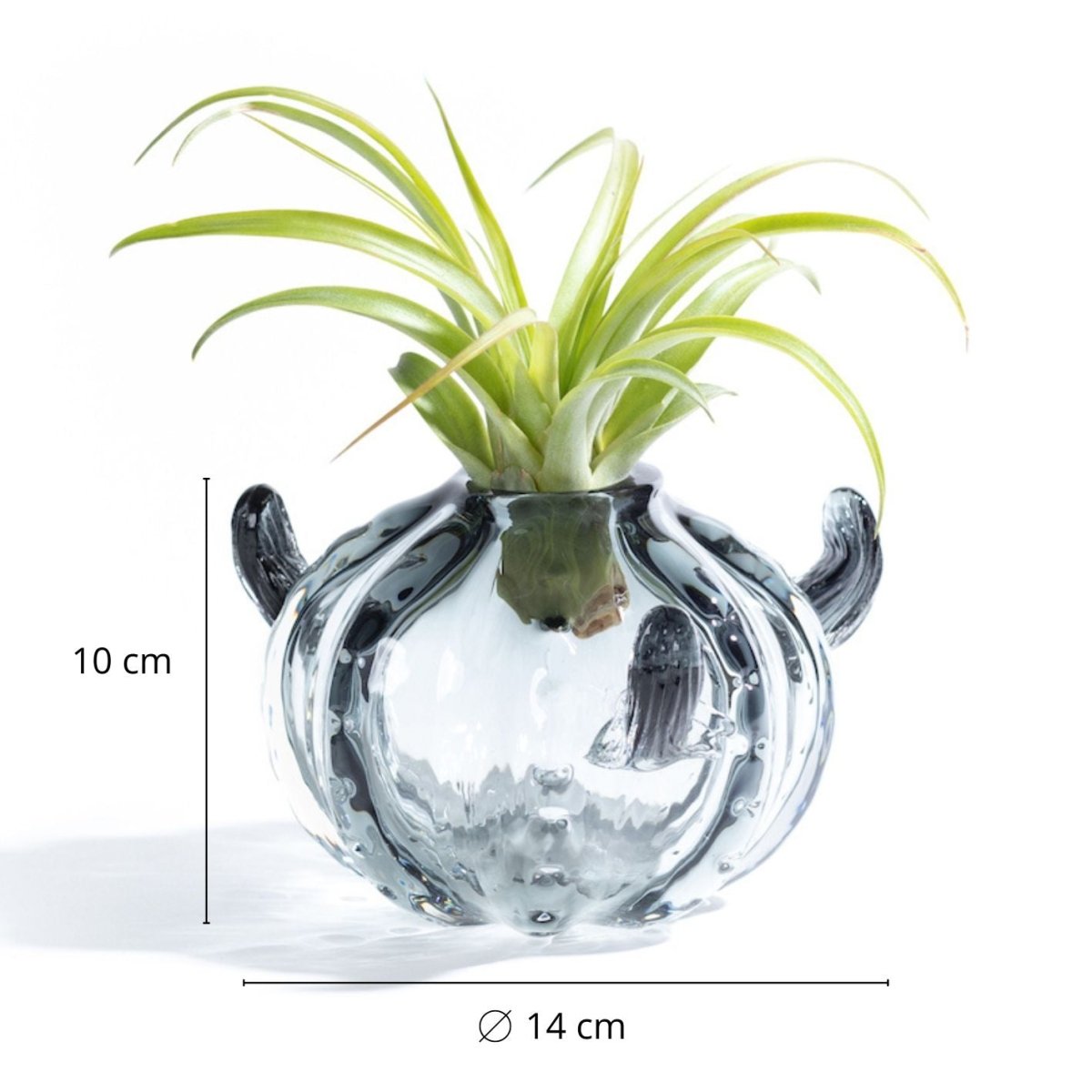 CACTUS small - Porta piante in vetro - SBAMGLASS - Casa e giardino