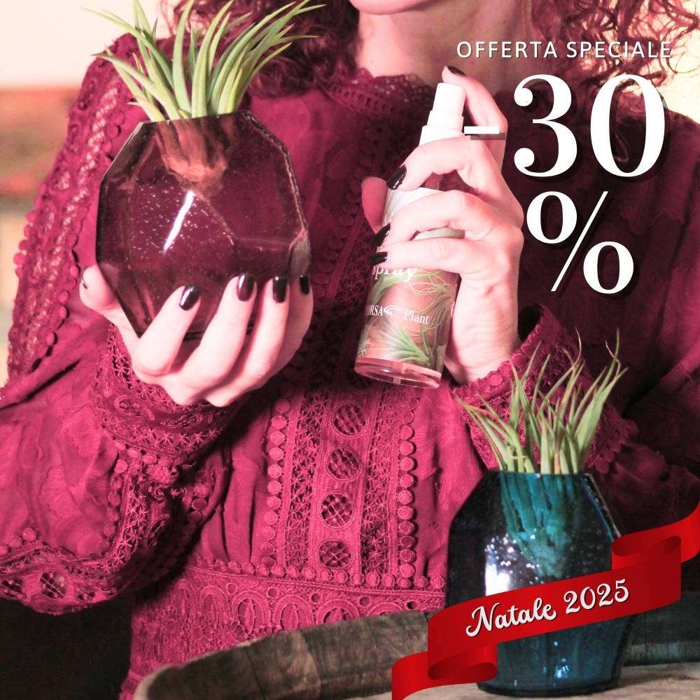 🎄 COPPIA GEMME - Porta Tillandsia - SBAMGLASS - Vasi