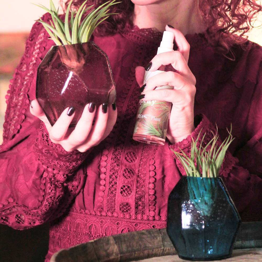 COPPIA GEMME - Porta Tillandsia - SBAMGLASS - Vasi