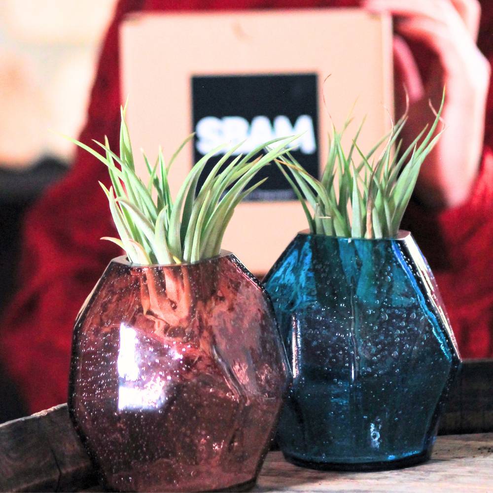 COPPIA GEMME - Porta Tillandsia - SBAMGLASS - Vasi