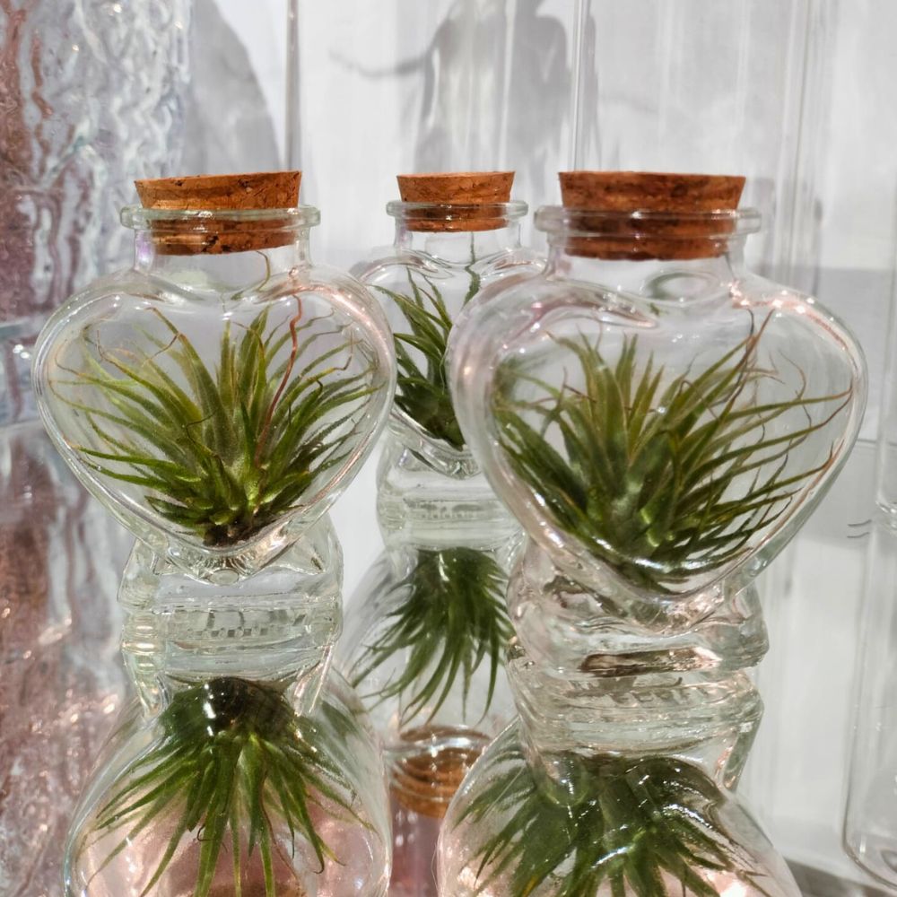 CUORE in VETRO porta TILLANDSIA - SBAMGLASS -