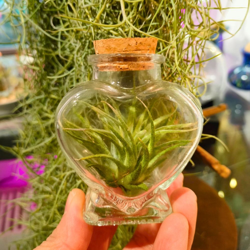 CUORE in VETRO porta TILLANDSIA - SBAMGLASS -