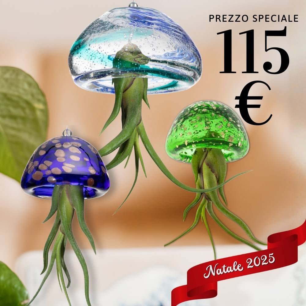 🎄 FAMIGLIE JELILY – 3 Porta Tillandsia in un unico Regalo - SBAMGLASS -