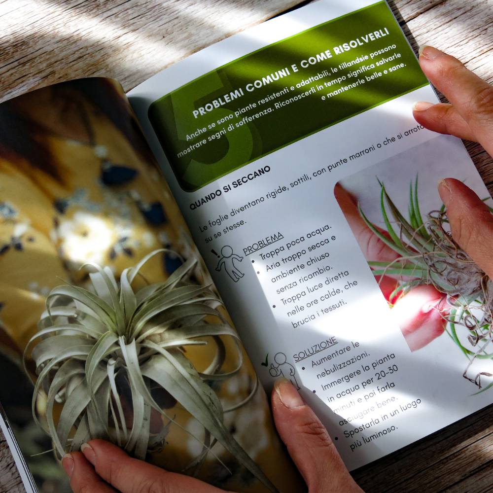 IL MONDO DELLE TILLANDSIE - Il Libro sulle Figlie del Vento - SBAMGLASS - Vasi