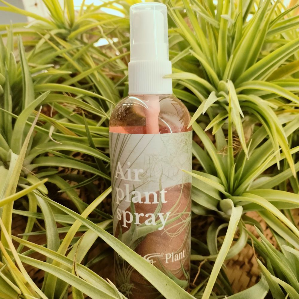 INTEGRATORE NUTRIENTE PER TILLANDSIA - SBAMGLASS -