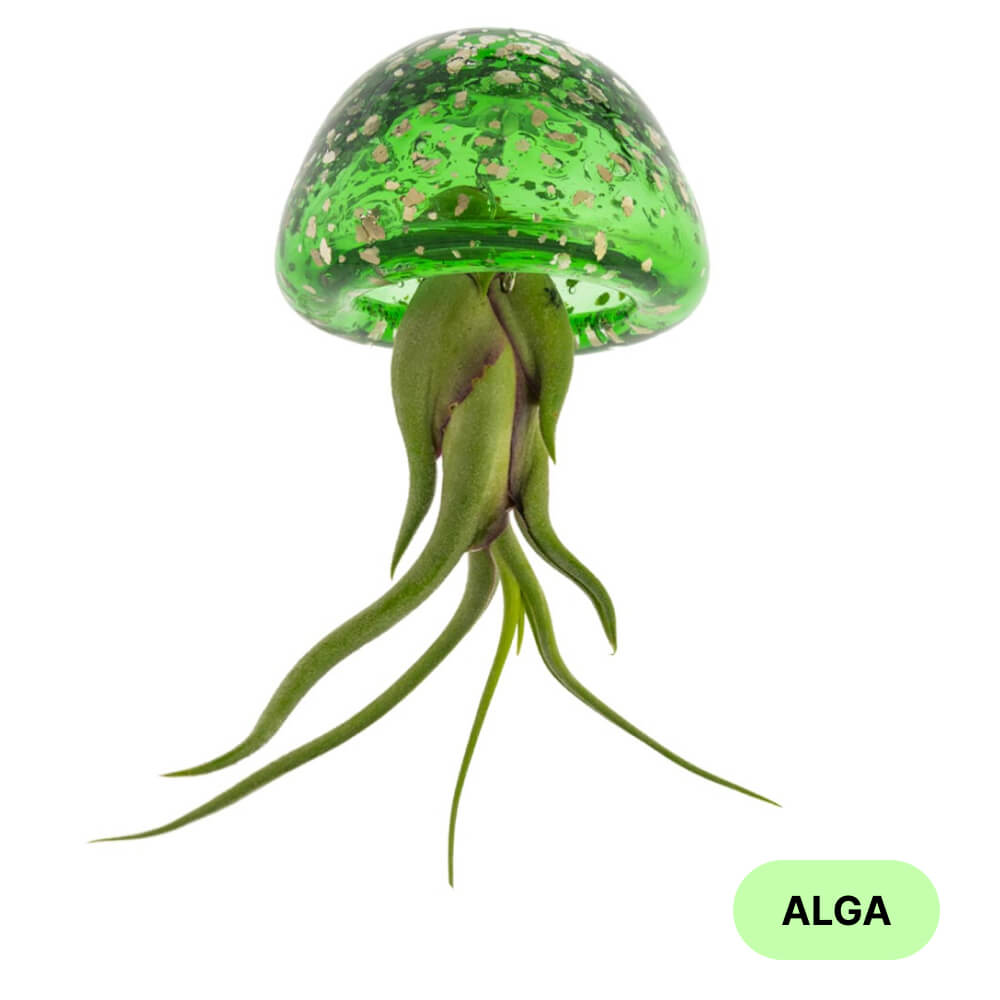 JELILY - SBAMGLASS - Casa e giardino