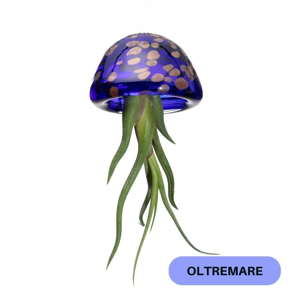 Portapiante in vetro soffiato Jelily con Tillandsia #OLTREMARE