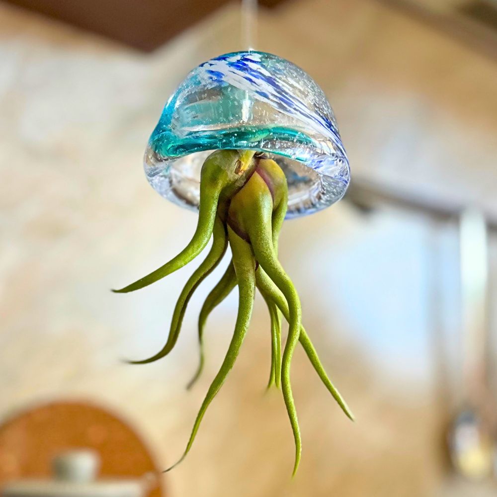 JELILY - La Medusa Porta Tillandsia - SBAMGLASS - Casa e giardino
