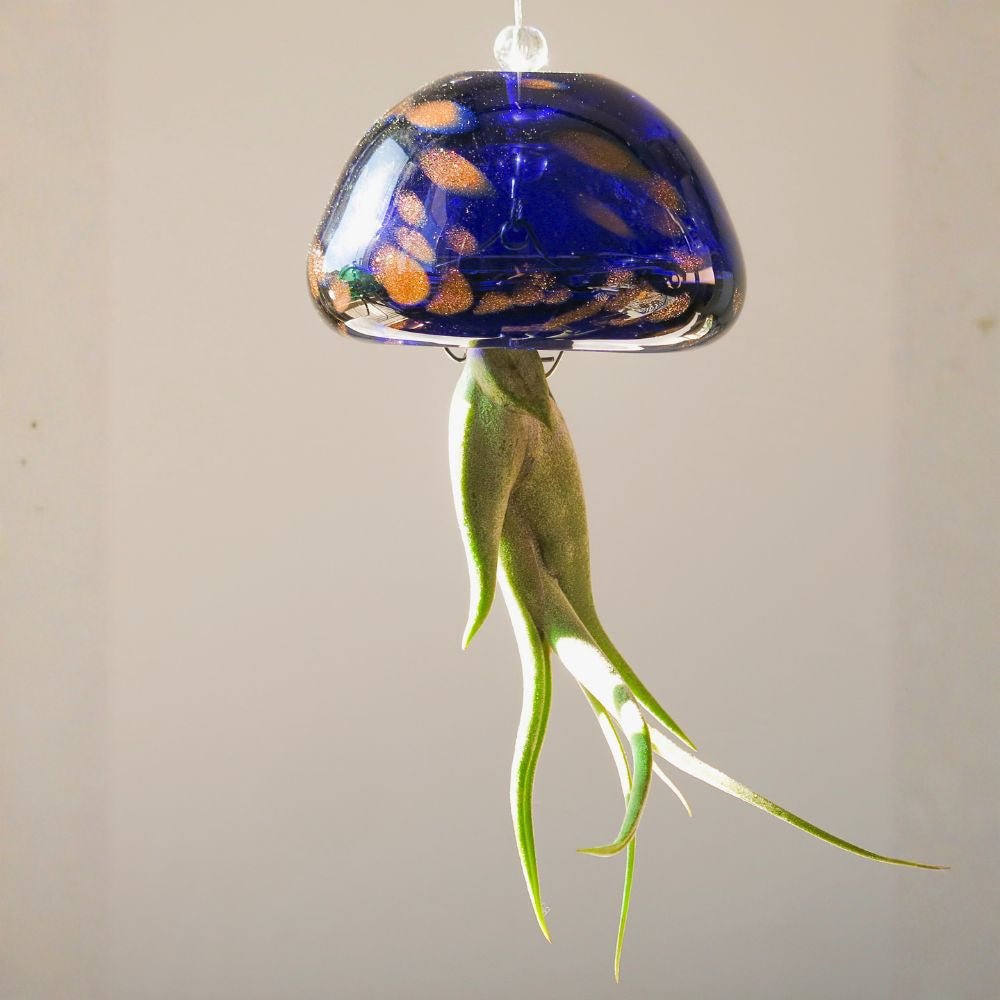 JELILY - La Medusa Porta Tillandsia - SBAMGLASS - Casa e giardino