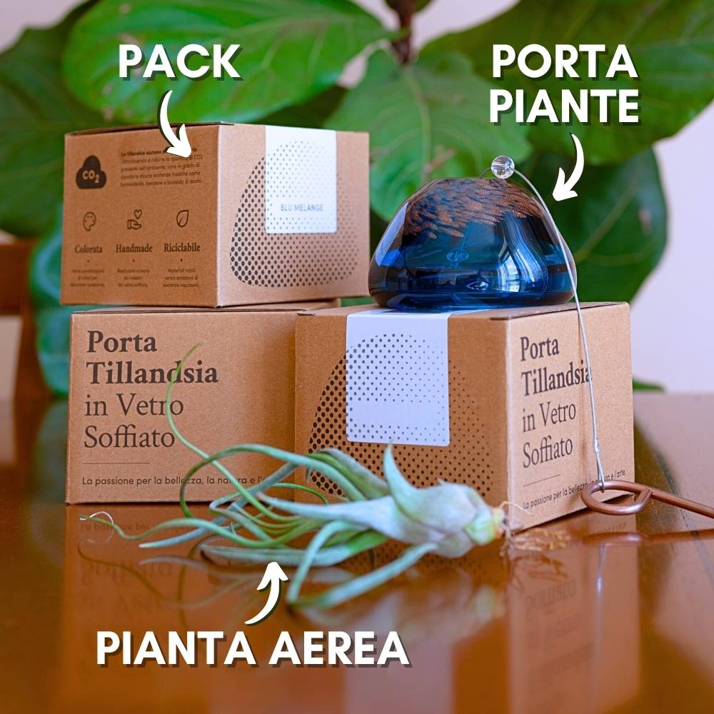 JELILY - La Medusa Porta Tillandsia - SBAMGLASS - Casa e giardino