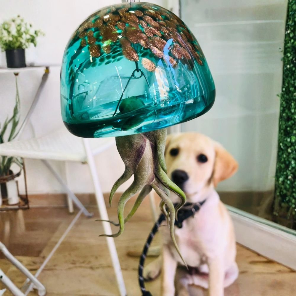 JELILY - La Medusa Porta Tillandsia - SBAMGLASS - Casa e giardino