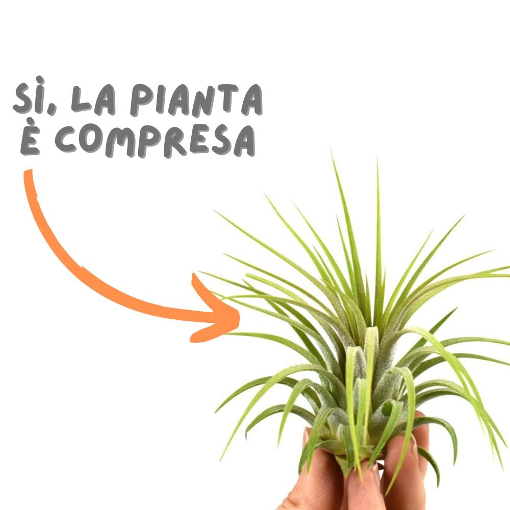 NAUTILUS - SBAMGLASS - Casa e giardino