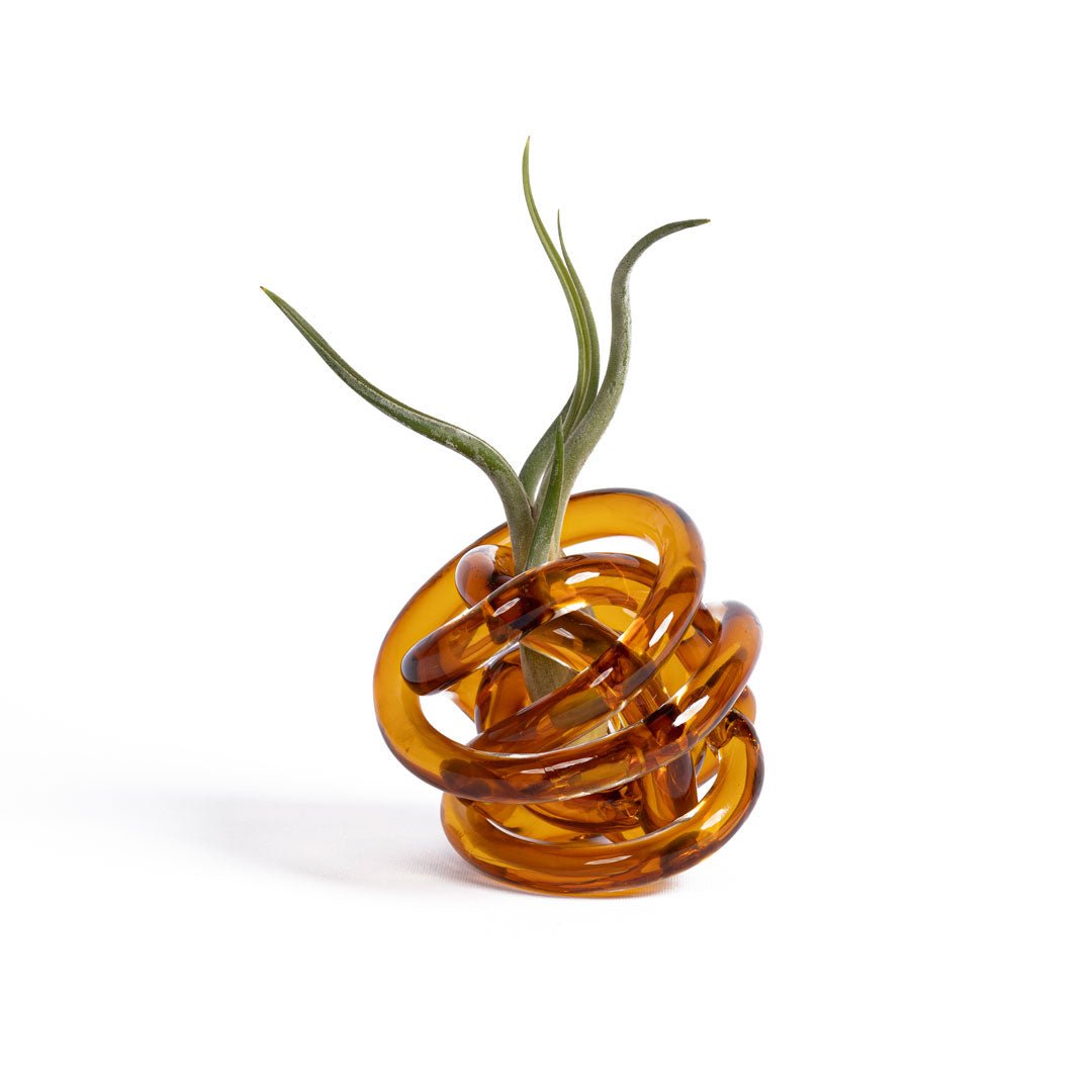 NODO DI VETRO - SBAMGLASS - Casa e giardino