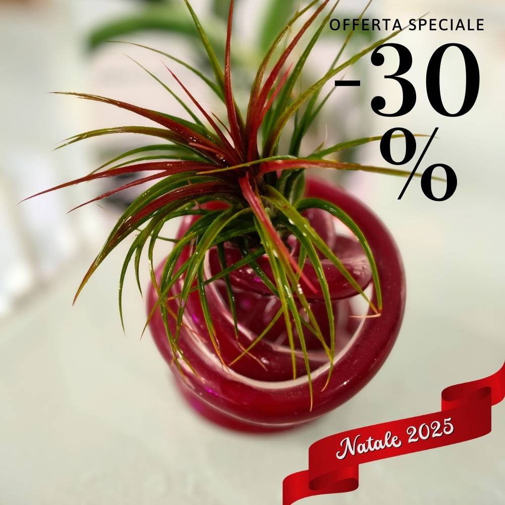 🎄 NODO DI VETRO - Regalalo a chi vuoi bene - SBAMGLASS - Casa e giardino