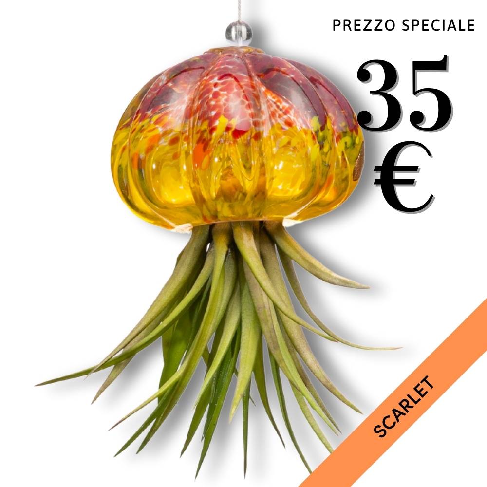 RICCIO - Porta Tillandsia - SBAMGLASS - Casa e giardino